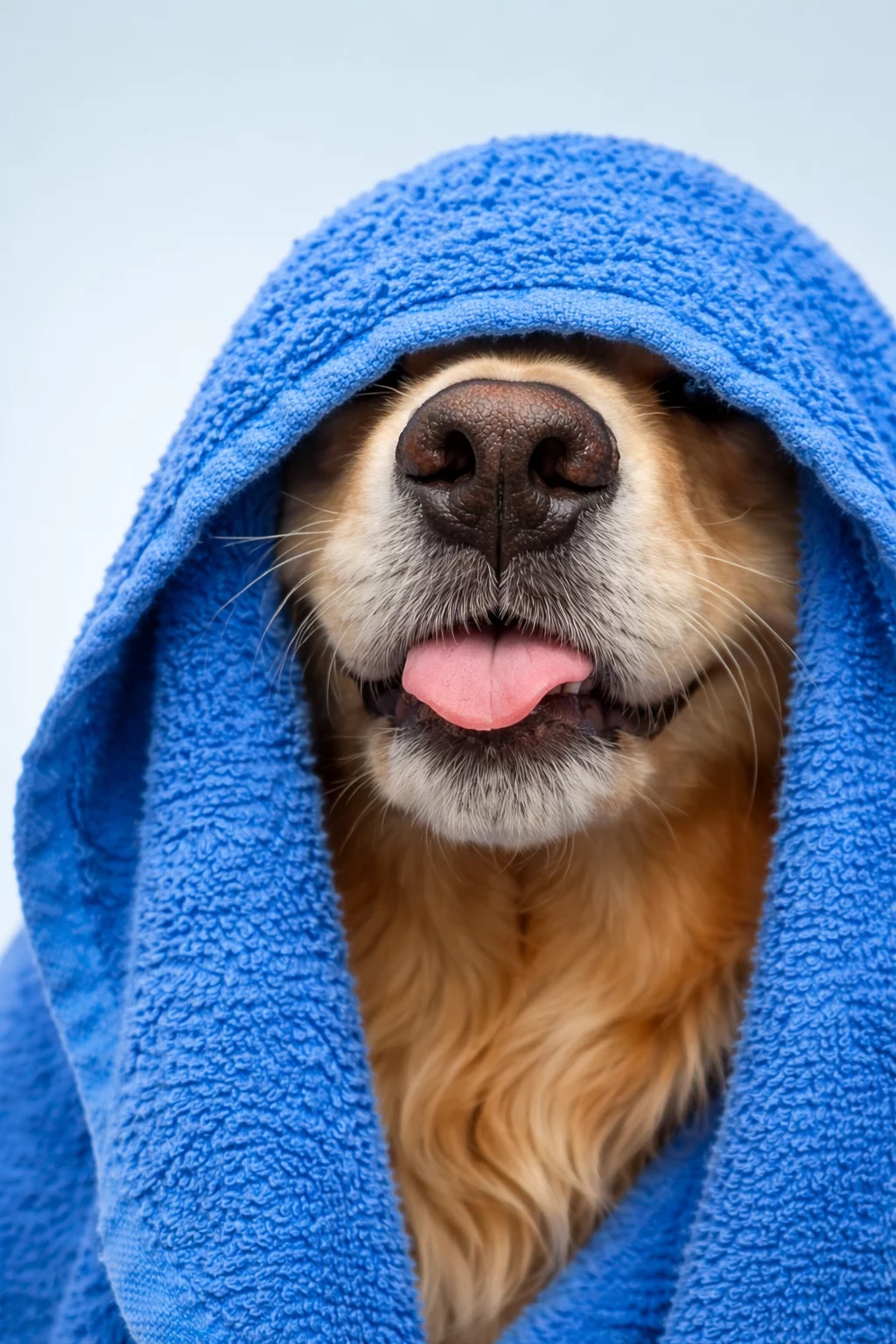 Golden Retriever Spa Day