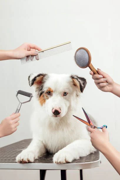 Pomeranian Makeover